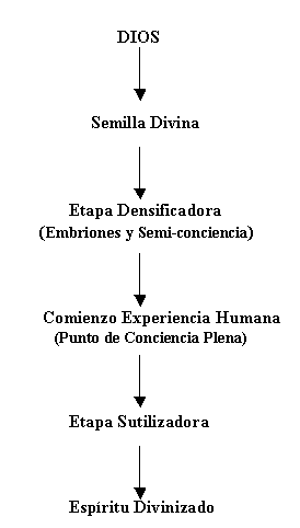 God - > Divine Seed - > Densificadora Stage 
(Embryos and Semi-conscience) - > Beginning Human Experience (Total 
Point of Conscience) - > Sutilizadora Stage - > Divinizado Spirit