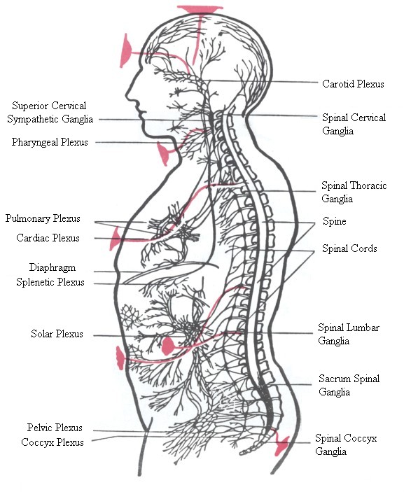 Carotid Plexus,Spinal Cervical Ganglia,Superior Cervical Sympathetic Ganglia,Pharyngeal Plexus,Spinal Thoracic  Ganglia,Spine,Pulmonary Plexus,Cardiac Plexus,Spinal Cords,Diaphragm,Splenetic Plexus,Solar Plexus, Spinal Lumbar Ganglia,Sacrum Spinal Ganglia,Pelvic Plexus,Coccyx Plexus,Spinal Coccyx Ganglia
