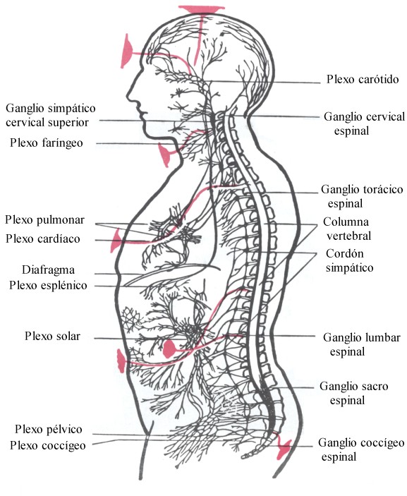 Plexo carotido, ganglio simpatico cervical superior, ganglio cervical espinal, plexo faringeo, ganglio toracico espinal, plexo pulmonar, columna vertebral, plexo cardiaco, cordon simpatico, diafragma plexo esplenico, plexo solar, ganglio lumbar espinal, plexo pelvico, plexo coccigeo, ganglio sacro espinal, ganglio coccigeo espinal
